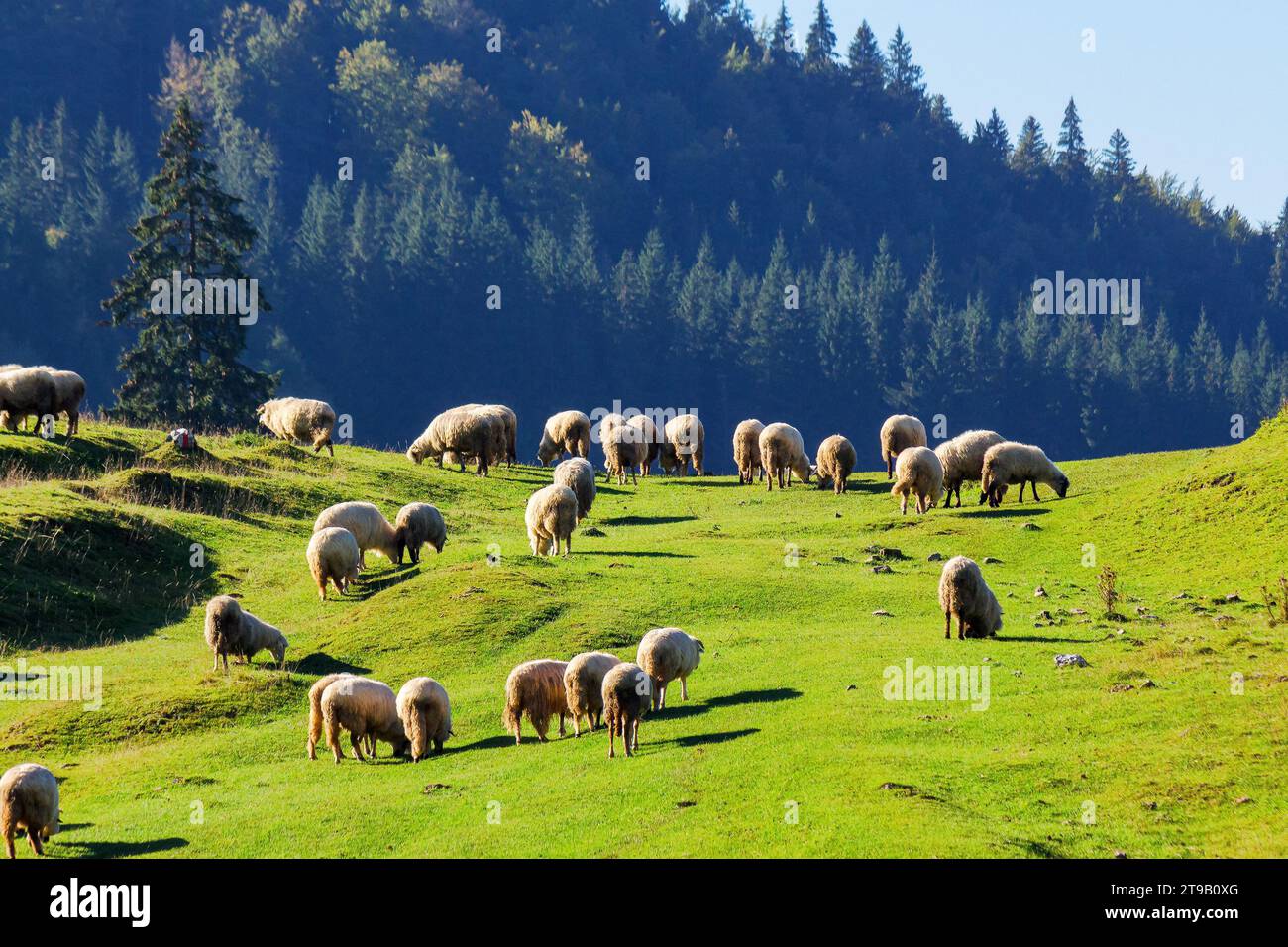 flock of sheep grazing on the steep grassy hill. beautiful nature scenery on a sunny day in autumn. bihor county, romania Stock Photo