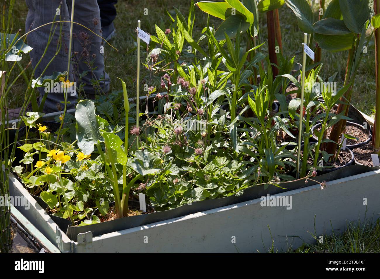 Rare aquatic plants hi-res stock photography and images - Alamy