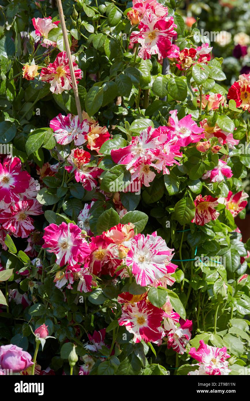 Mottled rose plant with white and pink flowers in spring, sunlight Stock Photo