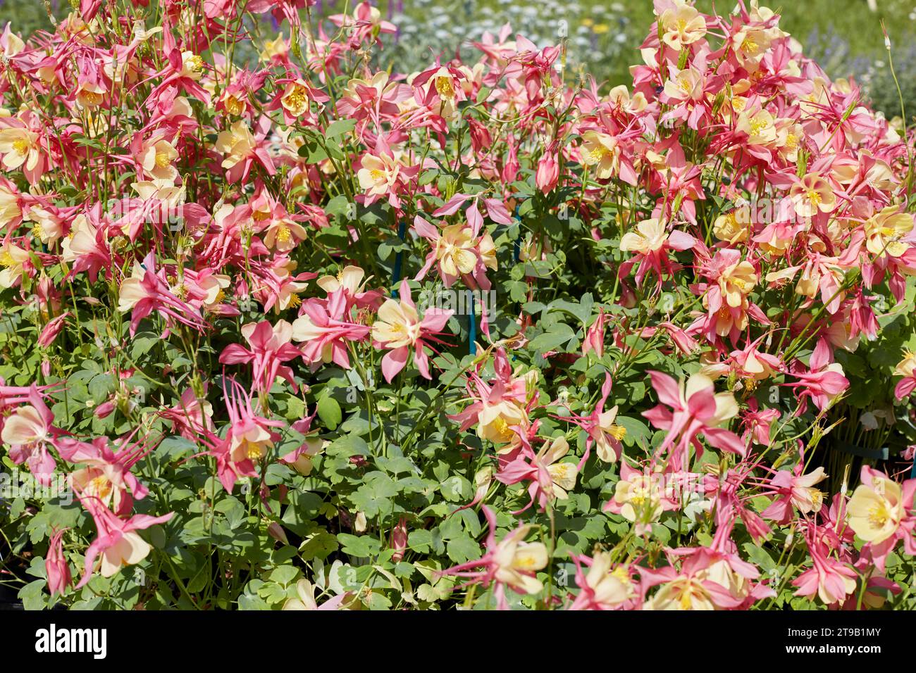 Pink and yellow columbine flowers, Aquilegia plants in spring, sunlight Stock Photo