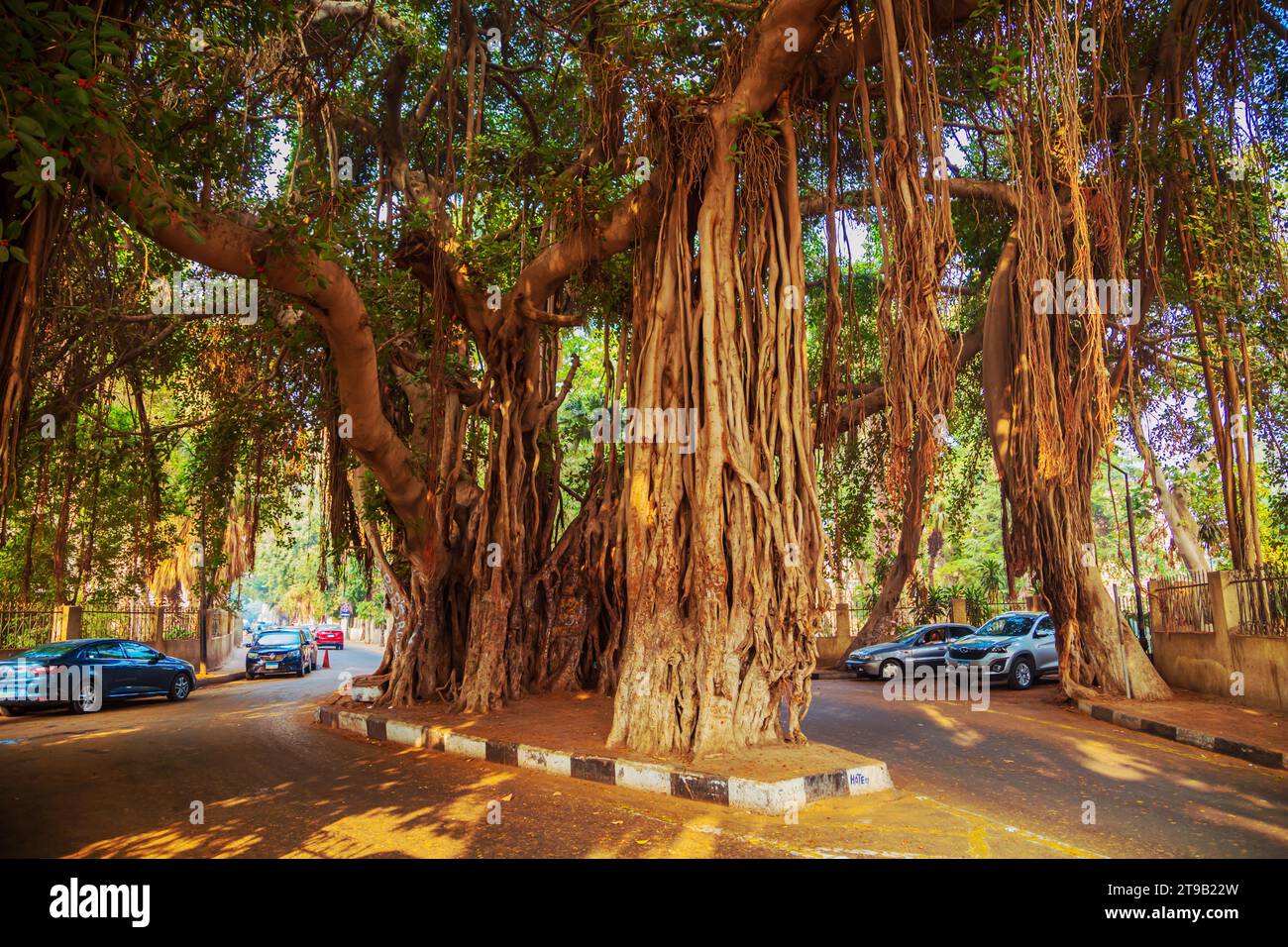 Huge banyan tree in the city park. Zamalek Island, Cairo, Egypt – October 25, 2023 Stock Photo