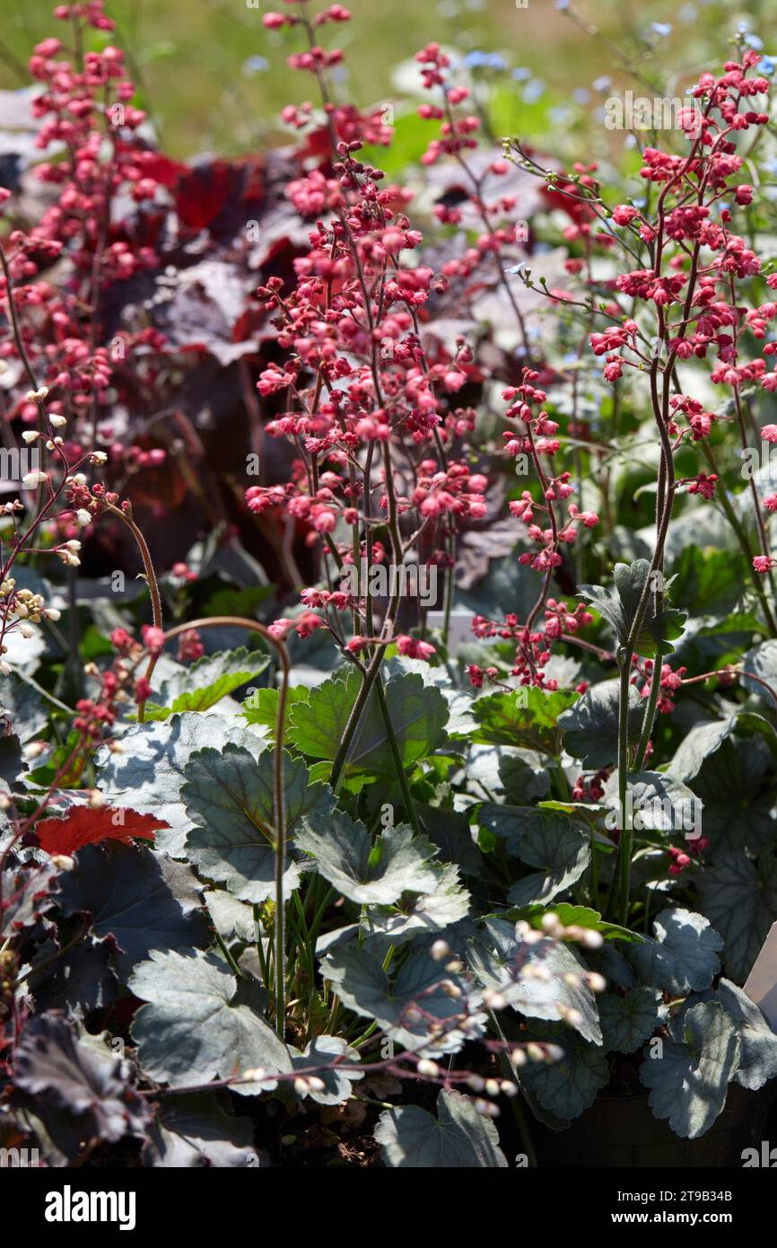 Coral bells, Heuchera hybrida plants and flowers in spring, sunlight Stock Photo