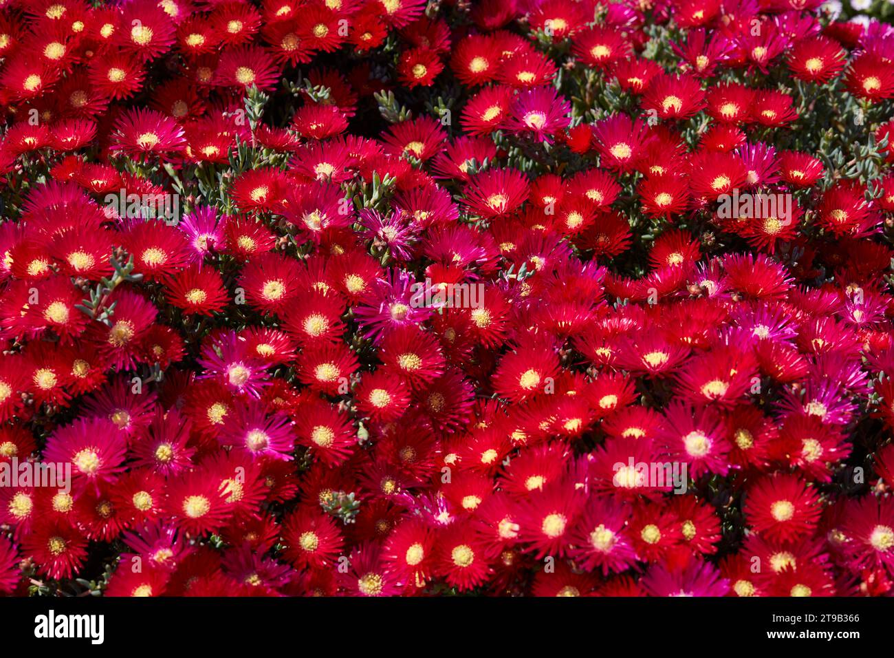 Lampranthus plants and red flowers texture background in spring, sunlight Stock Photo