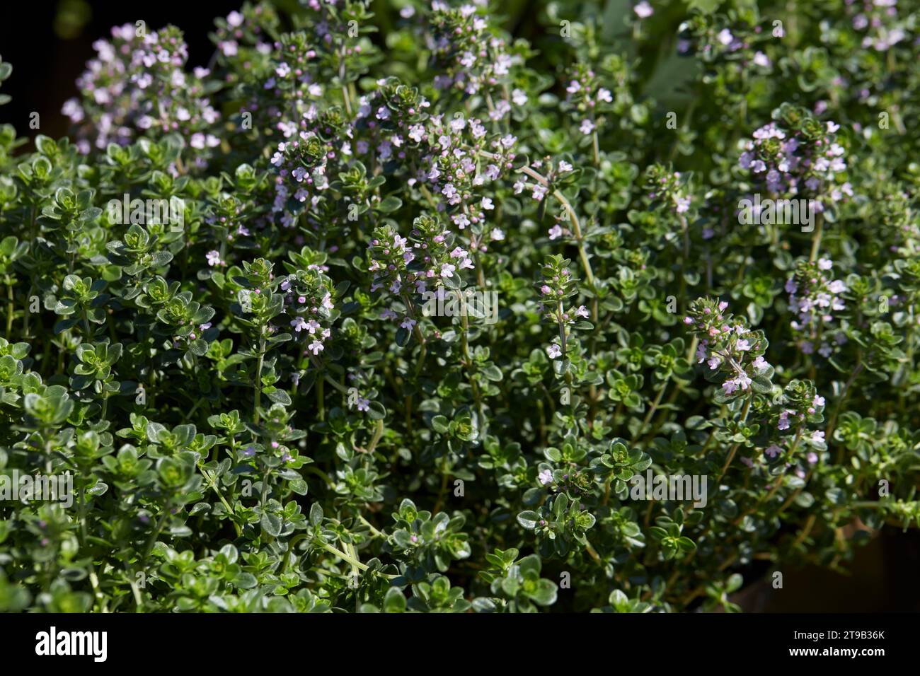 Thyme plants and flowers in spring, sunlight Stock Photo Alamy
