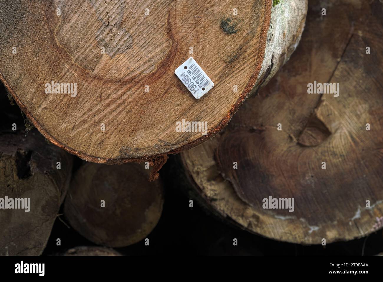 wood trunk with label-barcode in Serbia Stock Photo