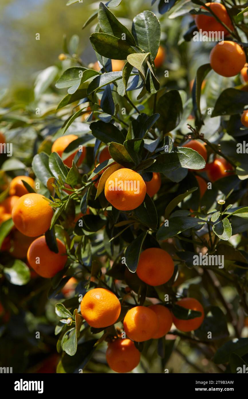 Citrus madurensis or citrus mitis plant with fruits in spring, sunlight Stock Photo
