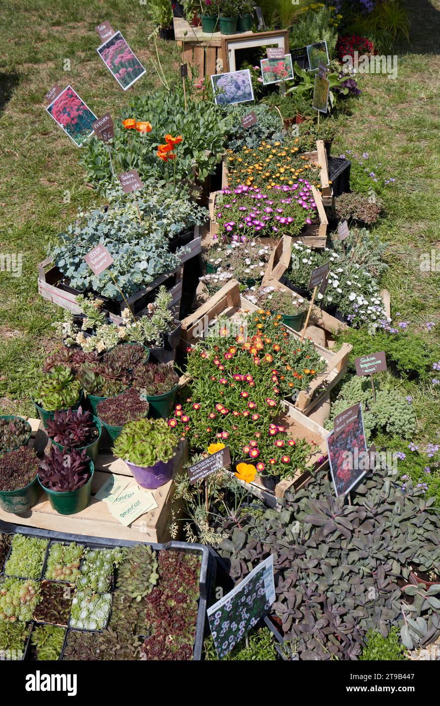 CARAVINO, ITALY - APRIL 28, 2023: Plants and flowers in wooden cases in spring during Tre Giorni per il Giardino fair at Masino Castle near Turin, Ita Stock Photo