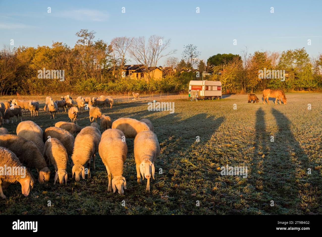 Italy, Lombardy, Busto Garolfo, flock of sheep Stock Photo
