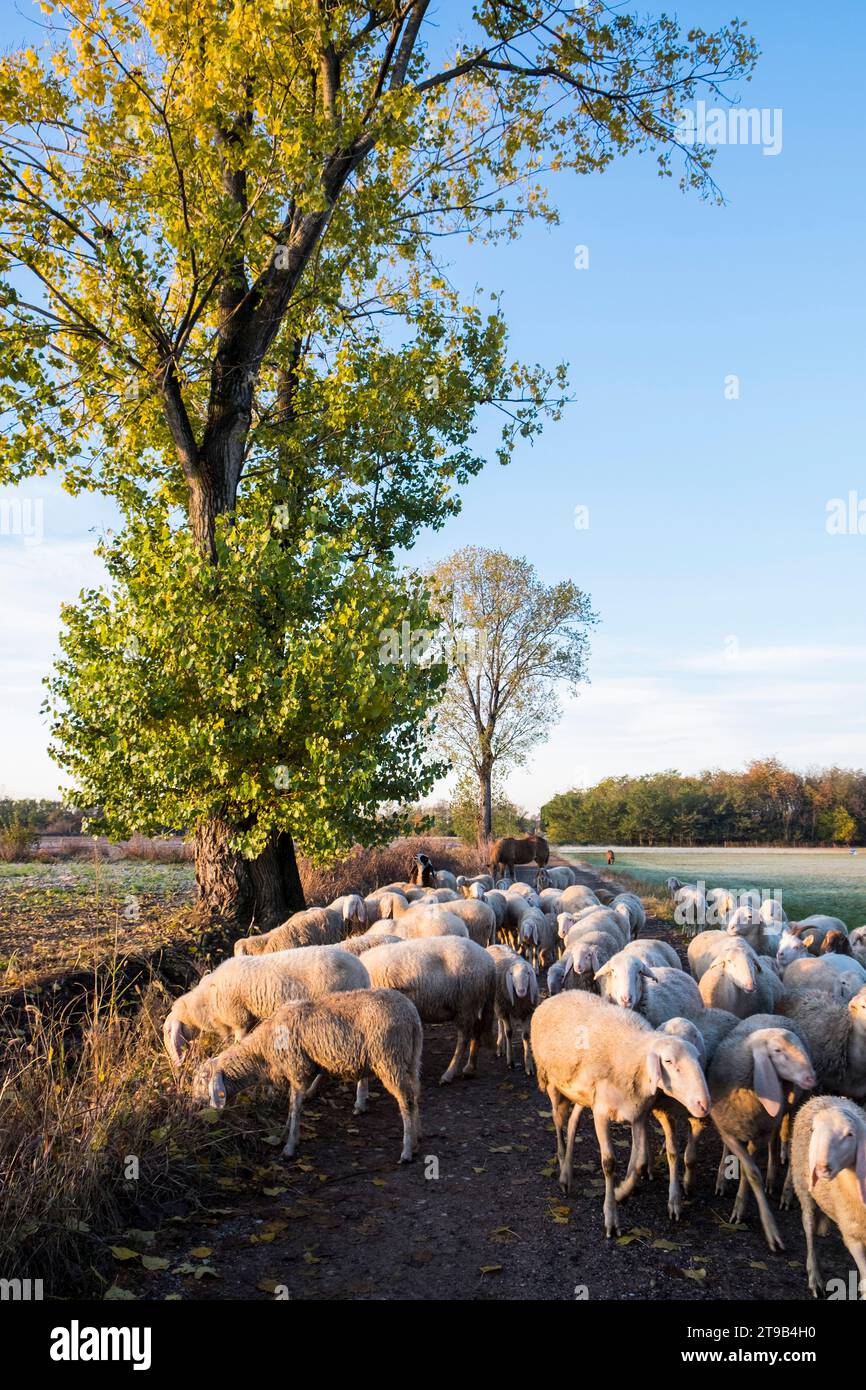 Italy, Lombardy, Busto Garolfo, flock of sheep Stock Photo