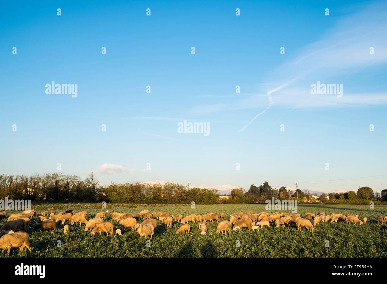 Italy, Lombardy, Busto Garolfo, flock of sheep Stock Photo