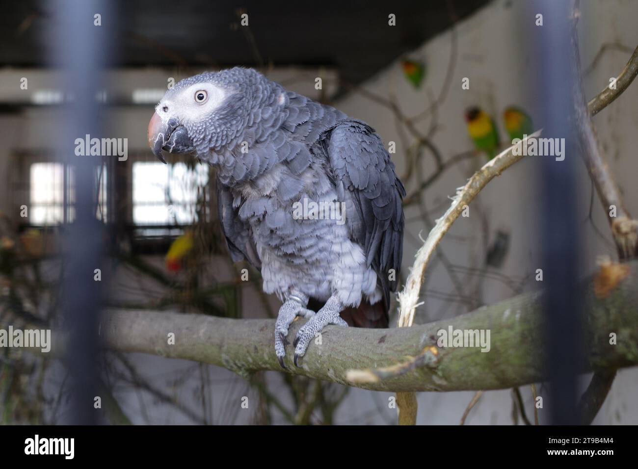 A Grey Parrot in a cage. In the background are unsharp lovebirds visible. Stock Photo