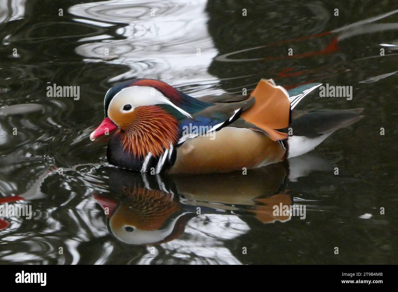 Swimming male Mandarin Duck with his reflection in the dark water Stock ...