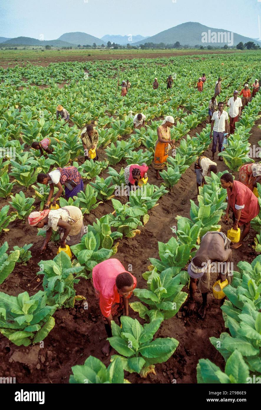 tobacco as fertilizer Tanzania, Morogoro; Agricultural workers on a tobacco plantation spreading  fertilizer Stock Photo