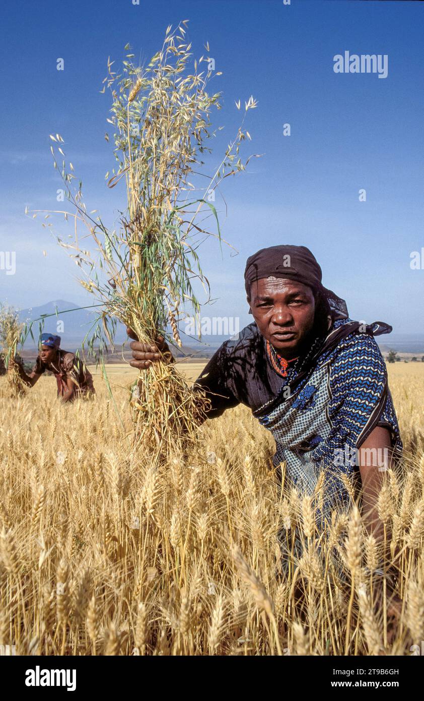 Tanzania, Arusha; Women are harvesting wild oat that grows in between the grain crop. Stock Photo