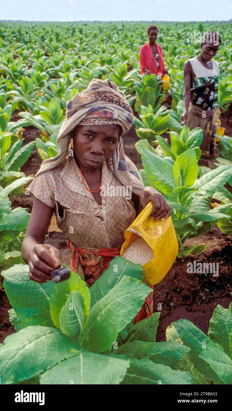 Tanzania, Morogoro; Agricultural workers in a large scale tobacco plantation. Tobacco is an export product. This plantation is set up as an fmo projec Stock Photo