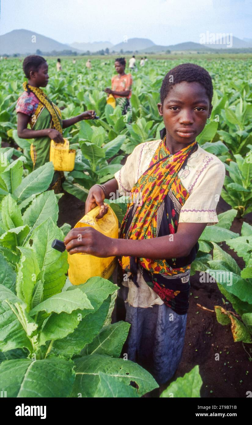 tobacco native Native Tobacco