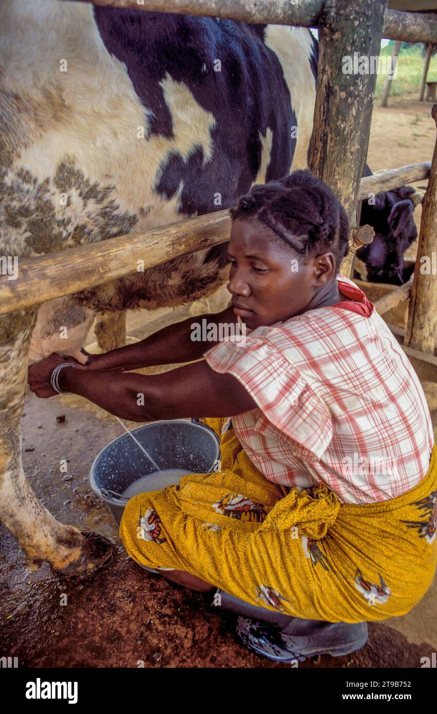 Tanzania, Tanga - Woman milking a cow at home Stock Photo - Alamy