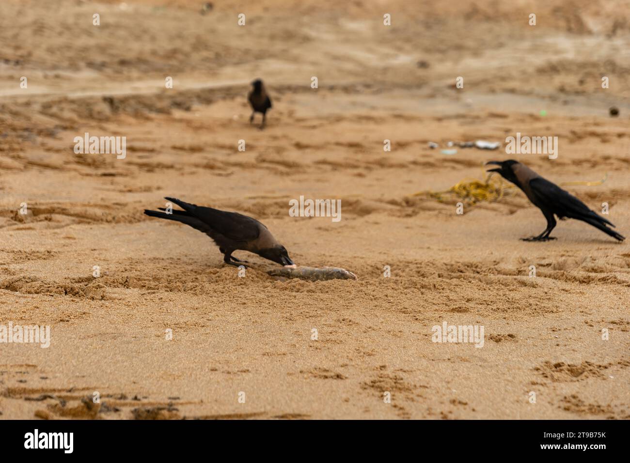 A clever crow savors a fresh seafood meal on a sandy beach Stock Photo