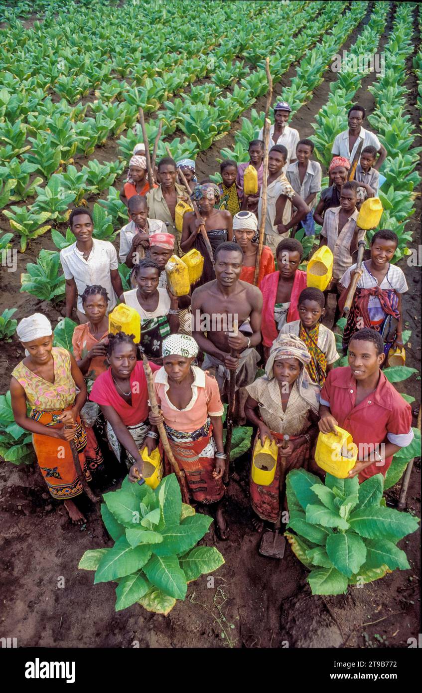 tobacco as fertilizer Tanzania, Morogoro; Farm workers on a tobacco plantation spreading  fertilizer Stock Photo