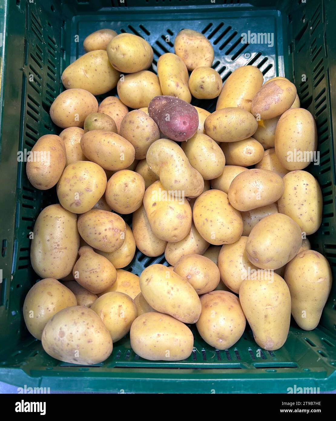 Bayern, Deutschland 24. November 2023: Hier der Blick auf Kartoffeln ...
