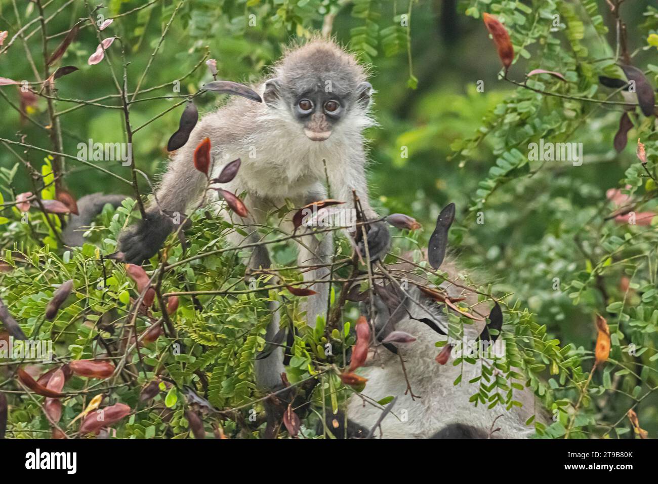 A juvenile Dusky leaf monkey or Spectacled langur (Trachypithecus obscurus) foraging on tree in Malaysia. Stock Photo