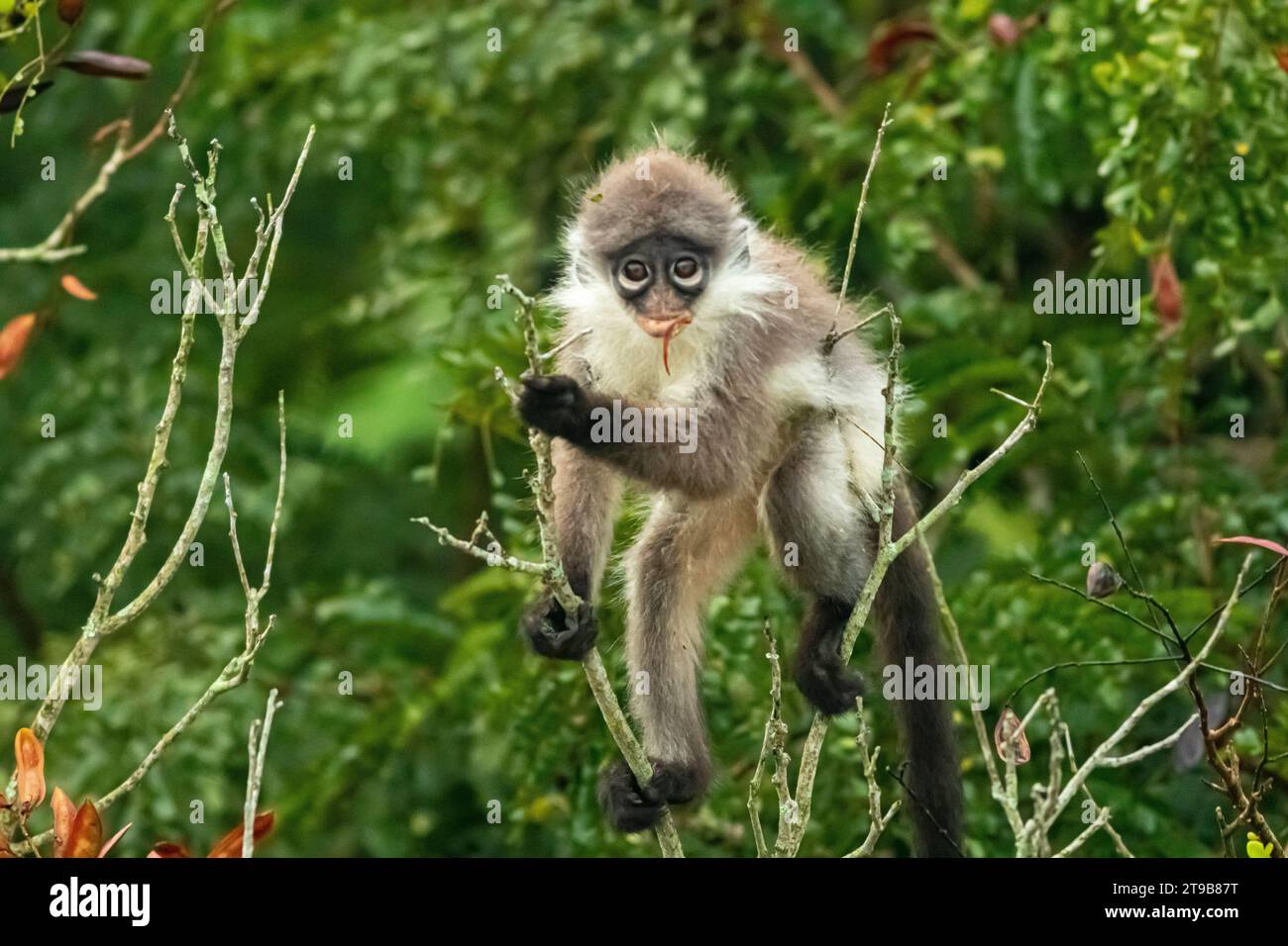 A juvenile Dusky leaf monkey or Spectacled langur (Trachypithecus obscurus) foraging on tree in Malaysia. Stock Photo