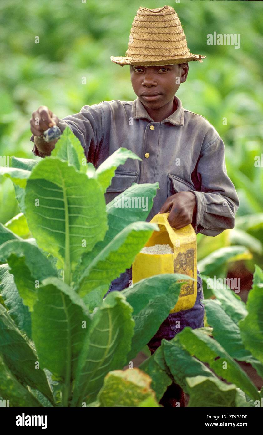 Tanzania, Morogoro; Farm worker on a tobacco plantation is spreading  fertilizer Stock Photo