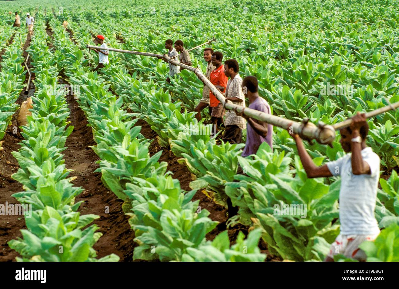 Farm workers on a tobacco plantation are moving a drip irrigation tube  Stock Photo