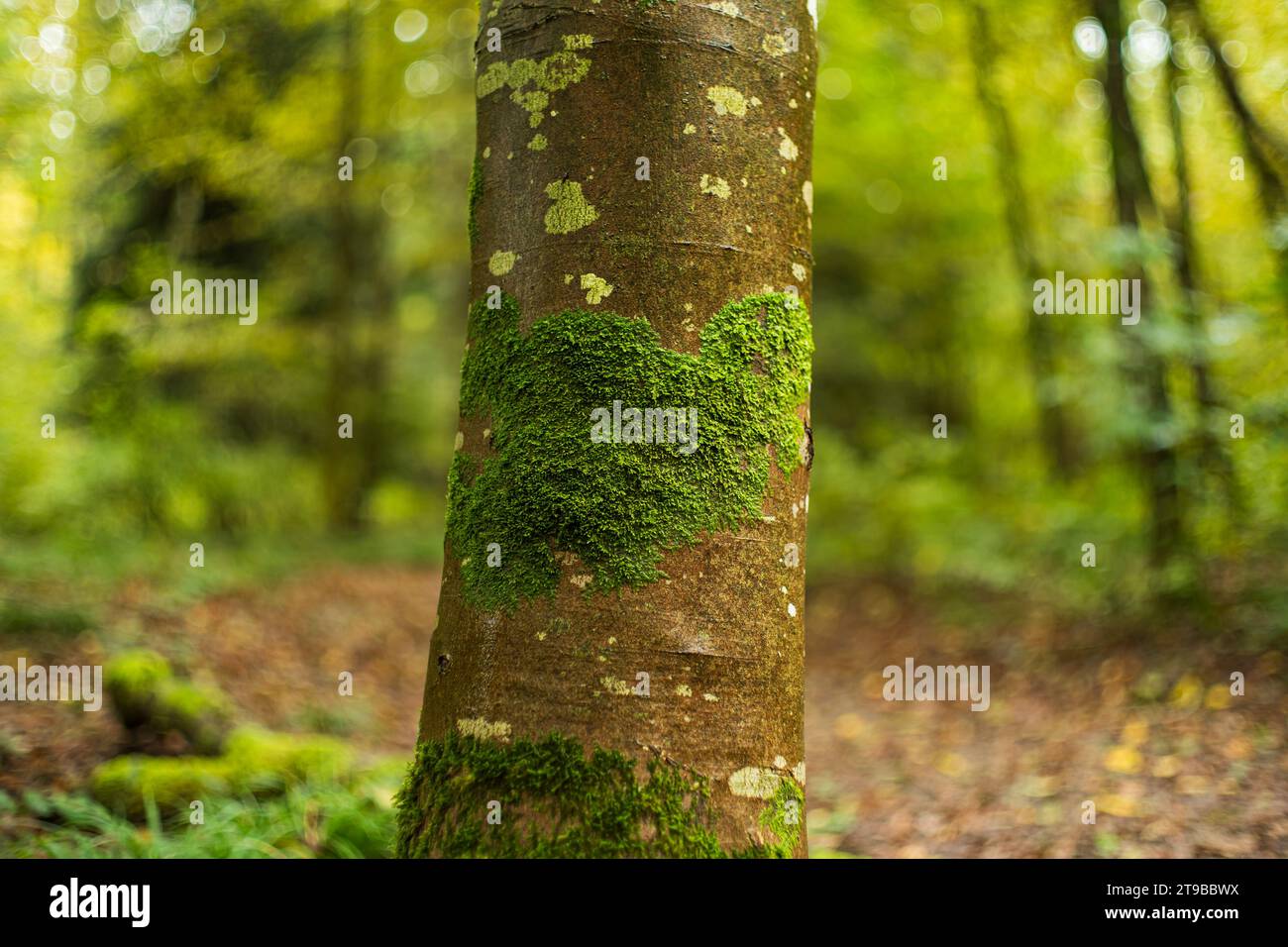 Green moss on tree trunk bark in a forest. Close up shot, autumn colors, shallow depth of field, no people. Stock Photo