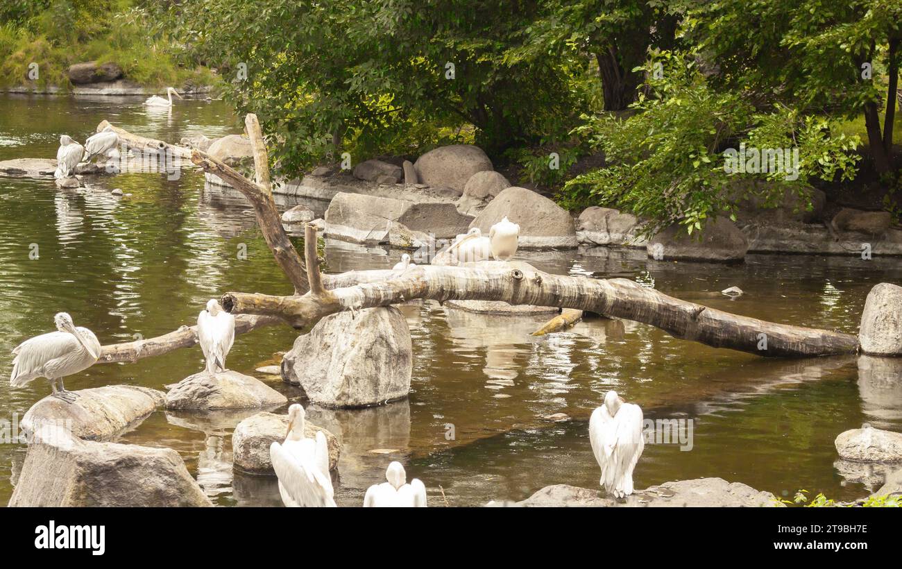 White pelicans on the lake with bushes, trees. Flock of family of birds in nature. Wild exotic fauna. Stock Photo