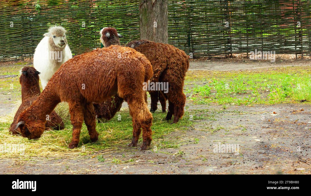 White and brown group of alpacas on a farm in the mountains. Camelids Vicugna pacos. Pets, wool production. Stock Photo