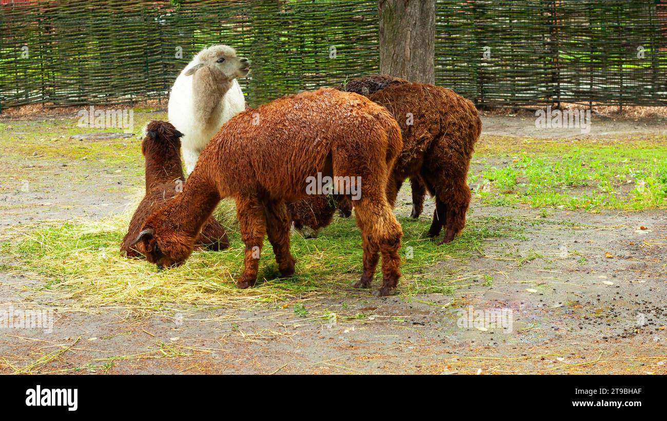 White and brown group of alpacas on a farm in the mountains. Camelids Vicugna pacos. Pets, wool production. Stock Photo