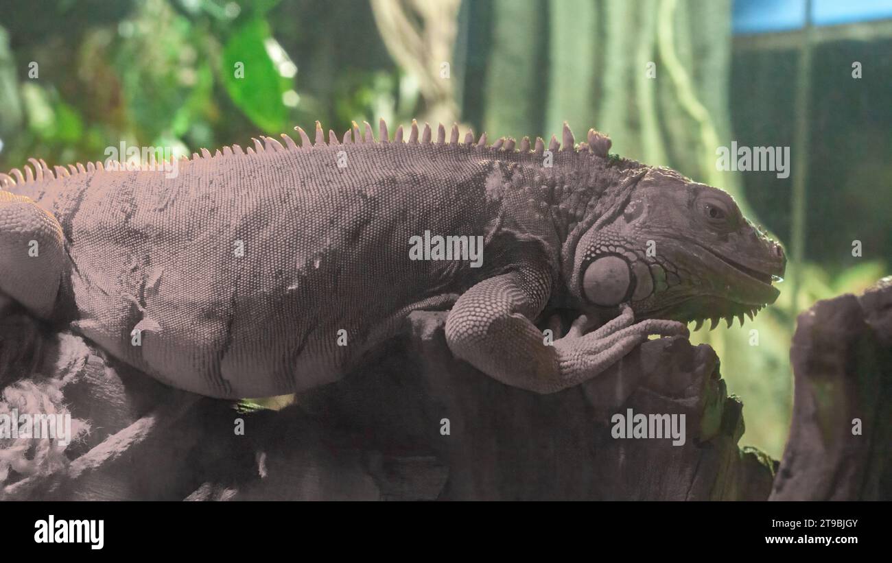 Common iguana close-up in the terrarium, reptile herbivorous lizard. South American rare animal. Stock Photo