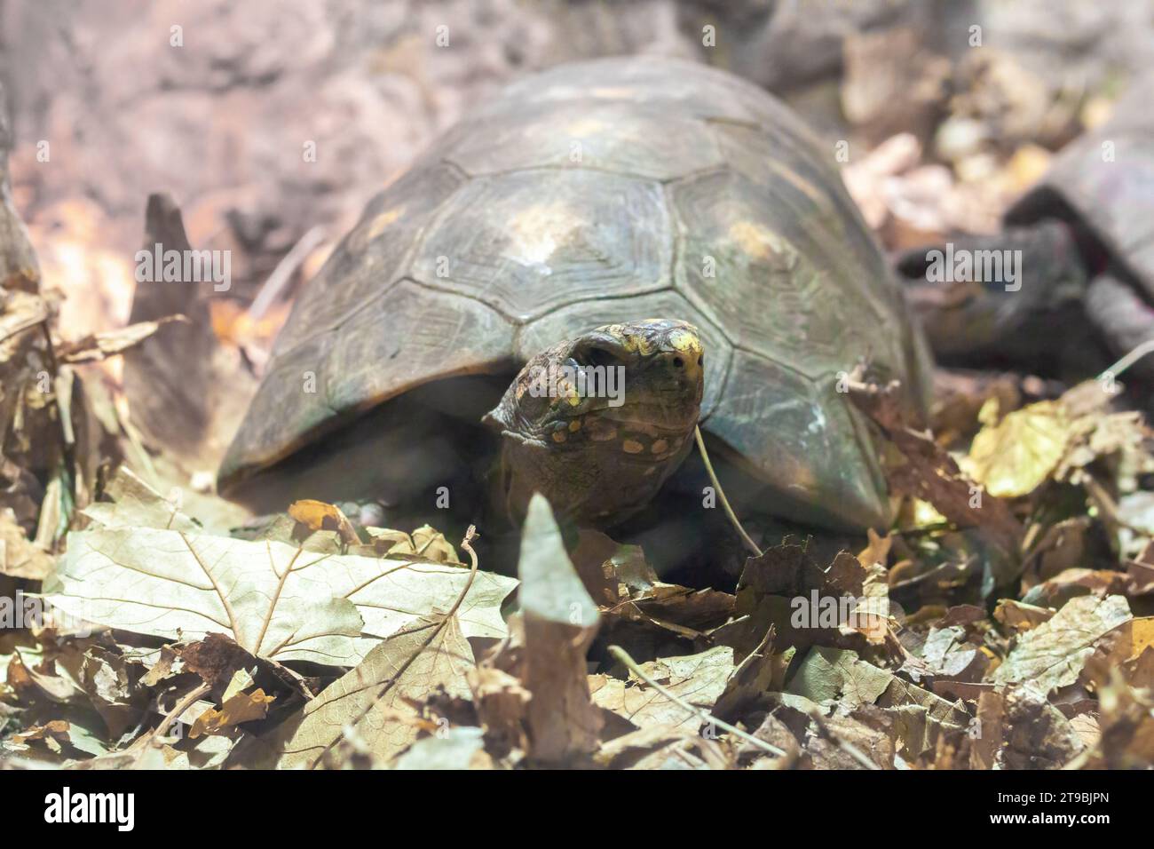 Brown Asian tortoise, wild animal in a terrarium. A rare species of ...