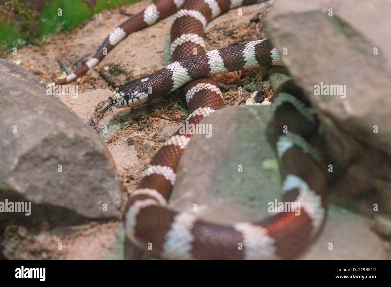 Kingsnake, Lampropeltis, a genus of non-venomous snakes in the family ...