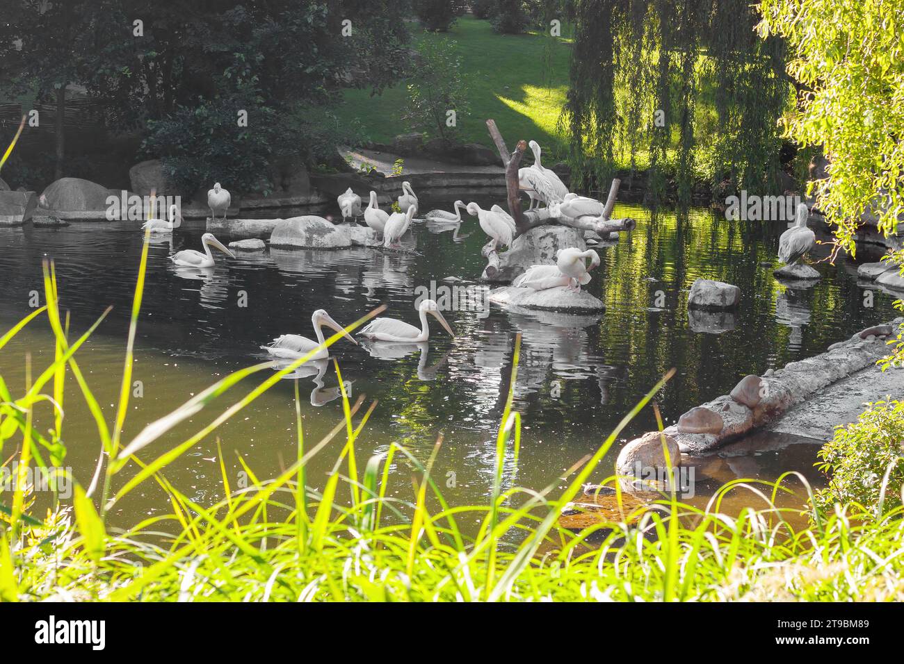 White pelicans on the lake with bushes, trees. Flock of family of birds in nature. Wild exotic fauna. Stock Photo