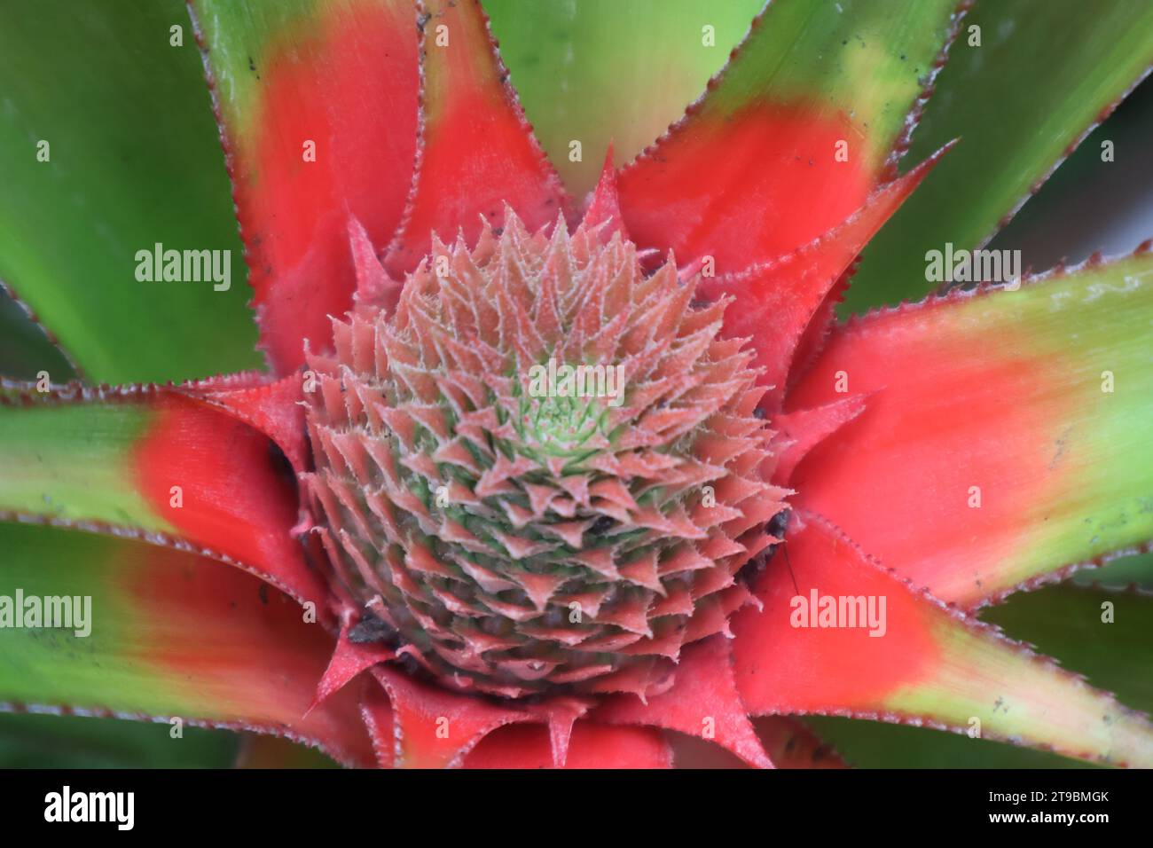 young pineapple fruits very colourfull Stock Photo