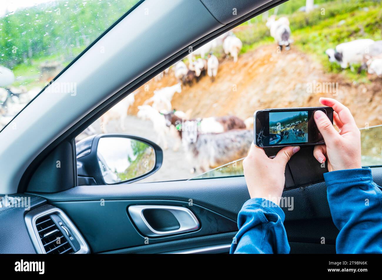 Person photographing herd of goats from car Stock Photo