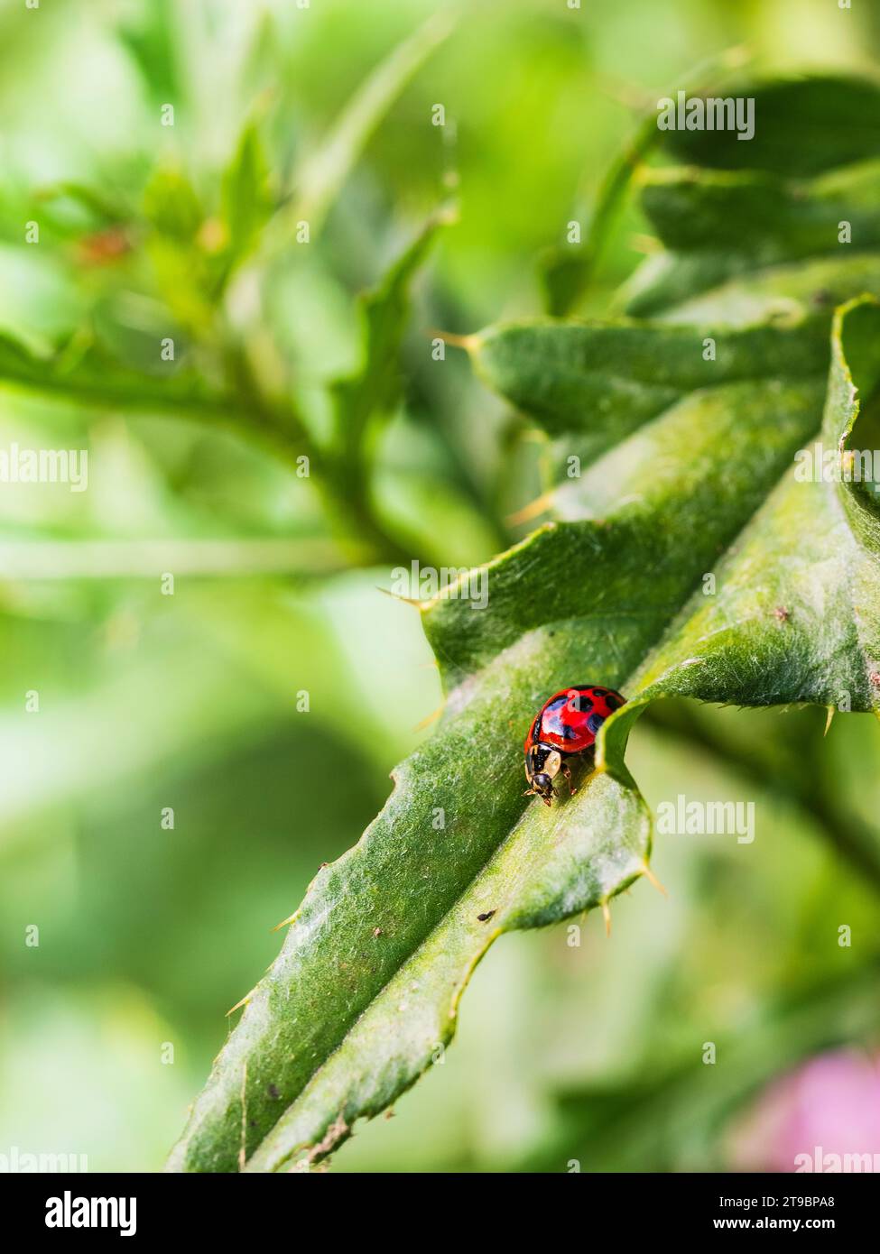 Ladybug on leaf hi-res stock photography and images - Alamy Ladybug on leaf hi-res stock photography and images - Alamy