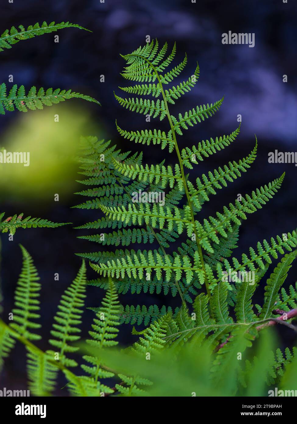 View of green fern leaves Stock Photo