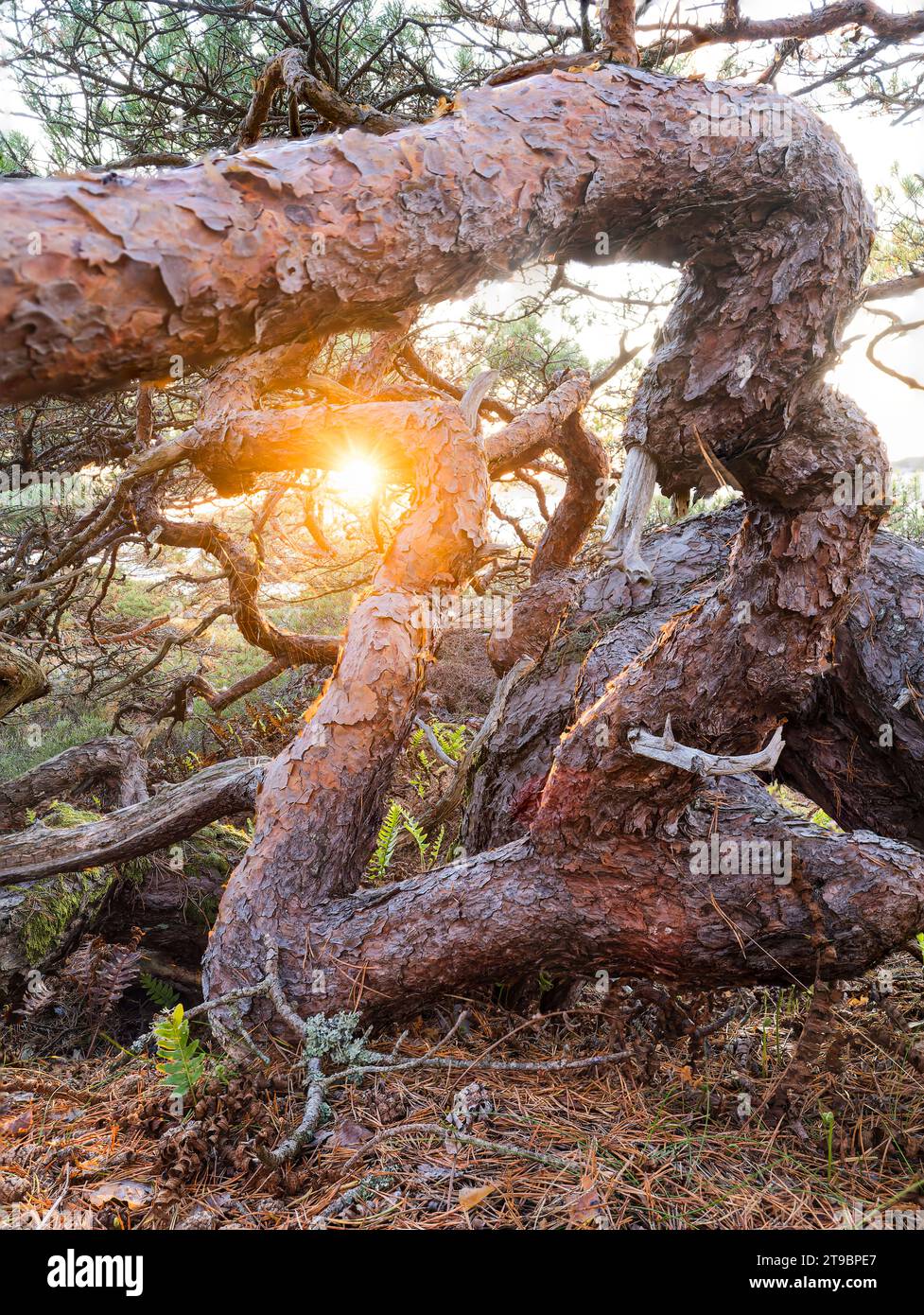 View of evening sunlight shining through tree Stock Photo