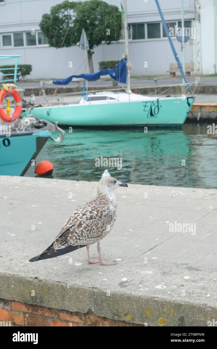 seagull closeup across the boats on the water in Viareggio, Italy Stock Photo