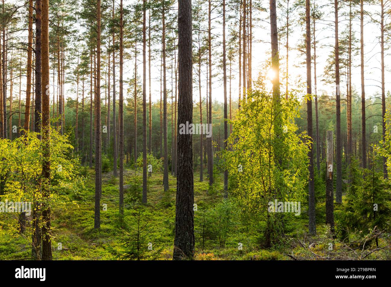 View of spring calm forest Stock Photo