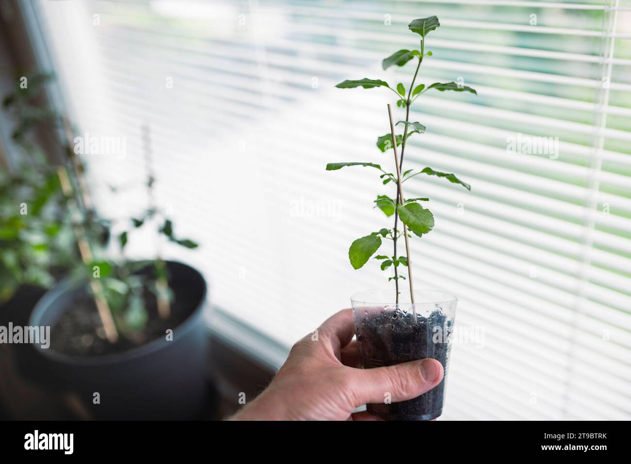 Hand of person holding potted plant by window at home Stock Photo - Alamy