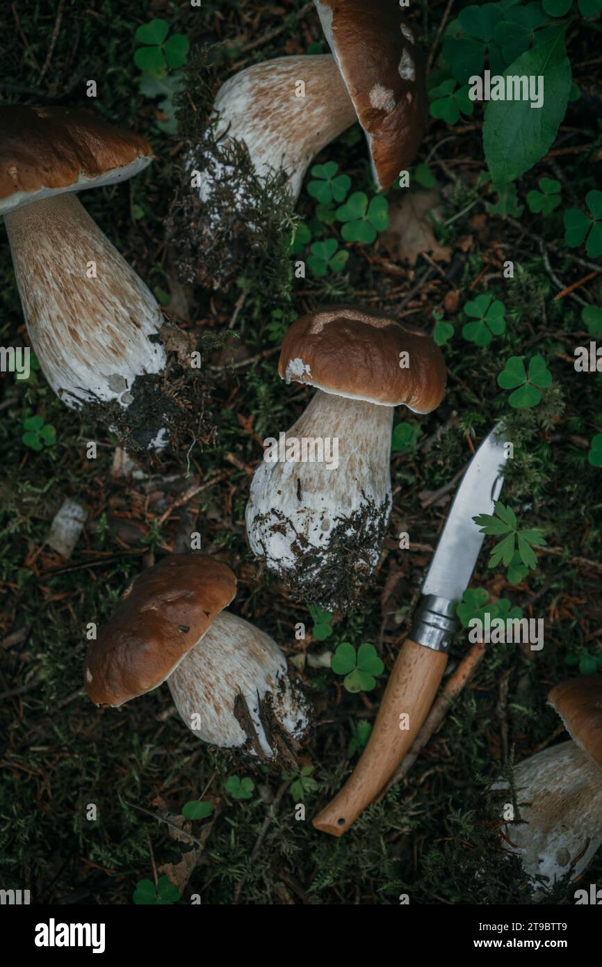 Directly above view of porcini mushrooms with knife on plants Stock Photo