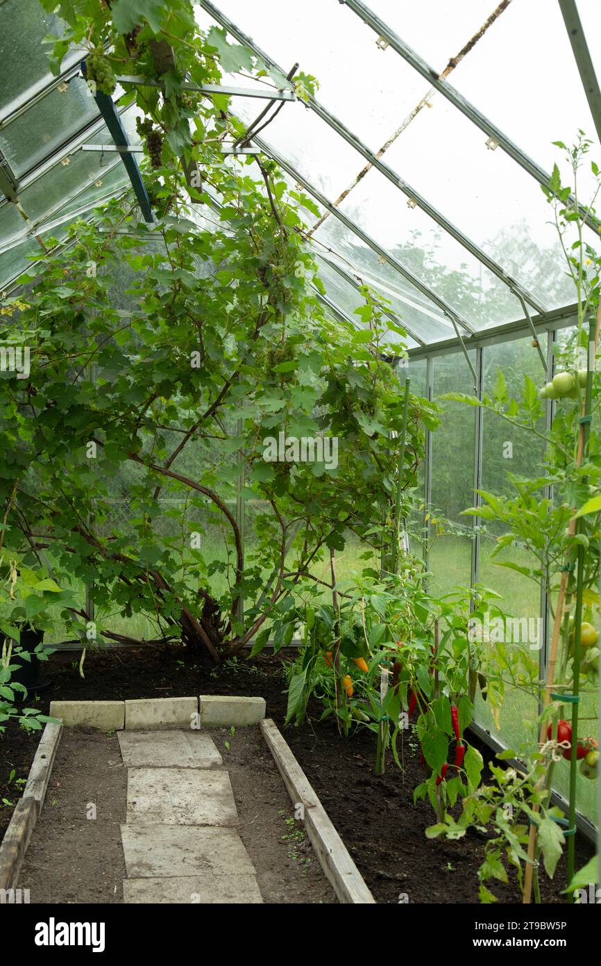 Vegetable plants in organic greenhouse Stock Photo Alamy