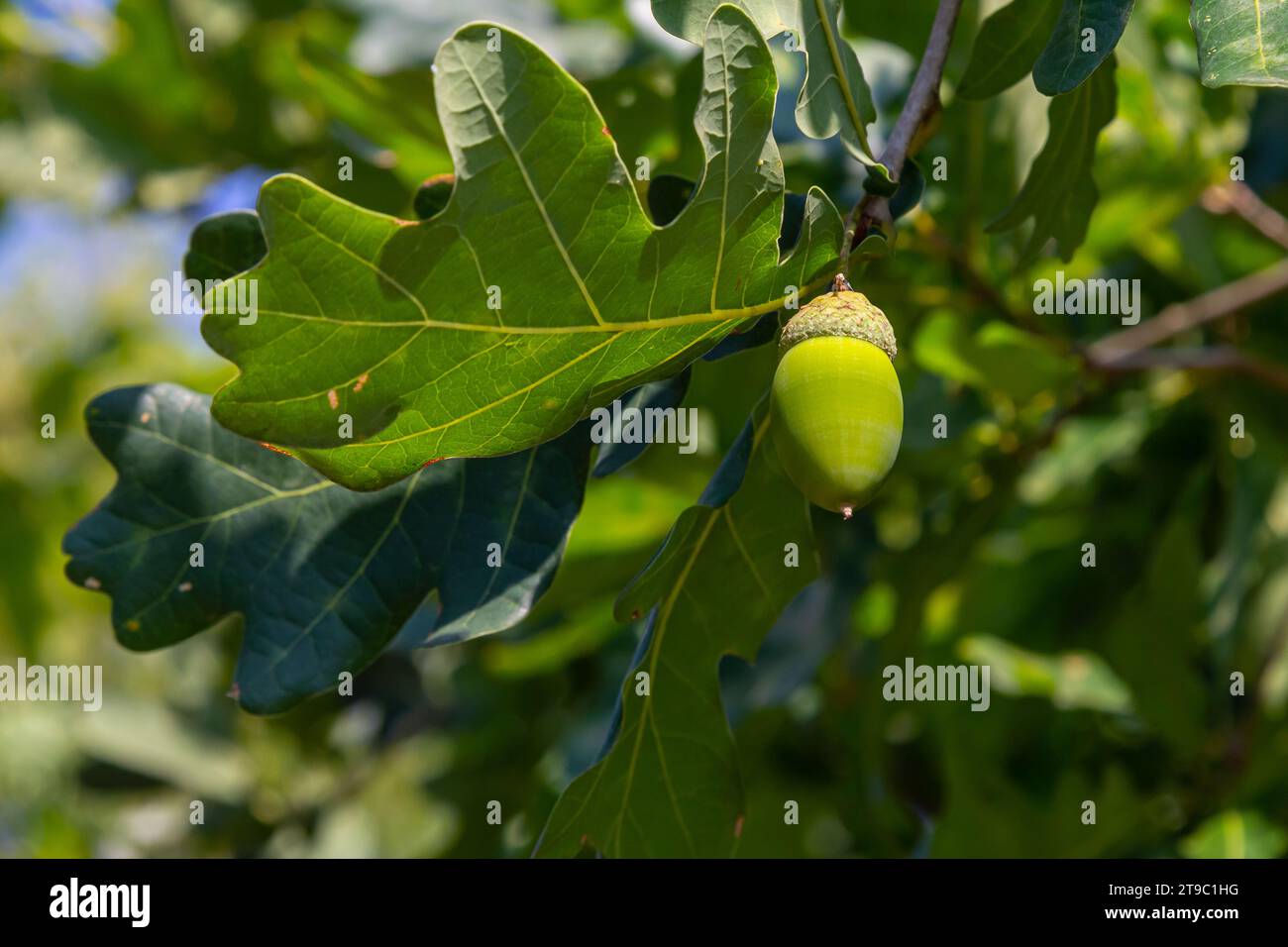 Oak branch with green leaves and acorns on a sunny day. Oak tree in