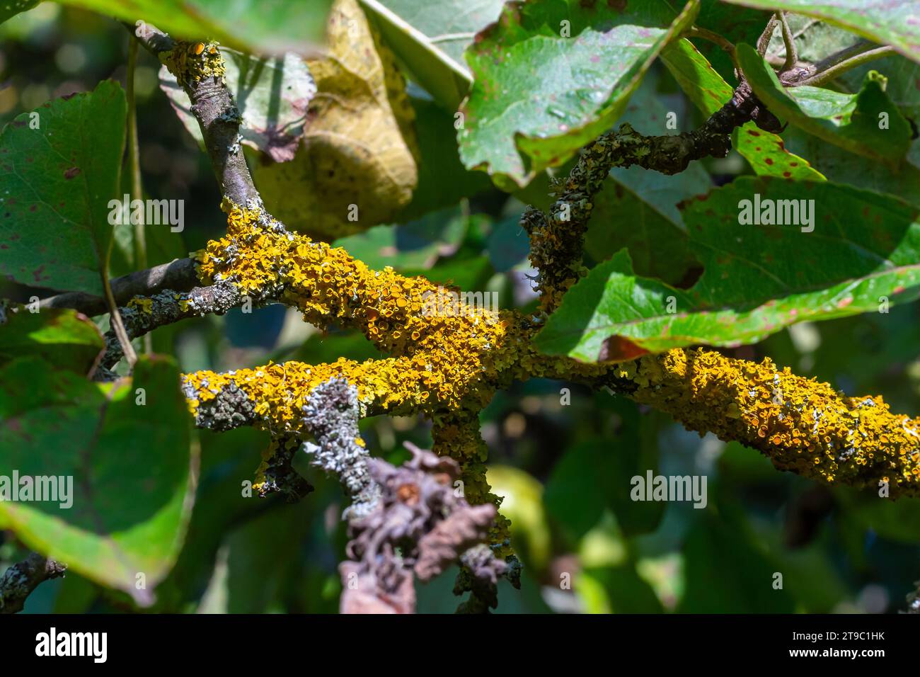 Orange lichen, yellow scale, maritime sunburst lichen or shore lichen Xanthoria parietina is a foliose or leafy lichen. Intensive color of structures Stock Photo