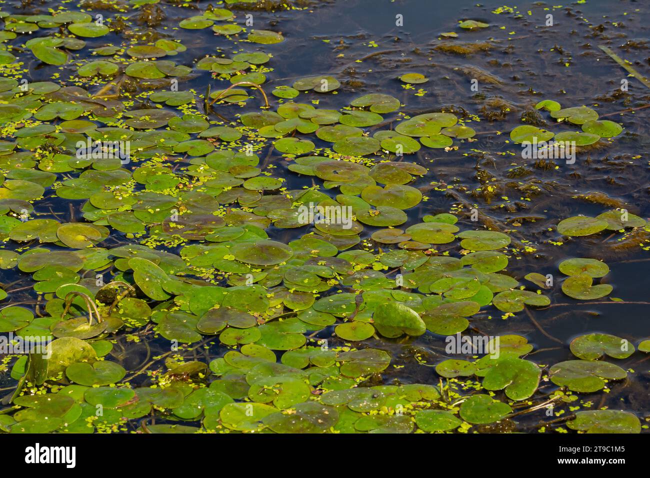 Hydrocharis morsus-ranae, frogbit, is a flowering plant belonging to the genus Hydrocharis in the family Hydrocharitaceae. It is a small floating plan Stock Photo