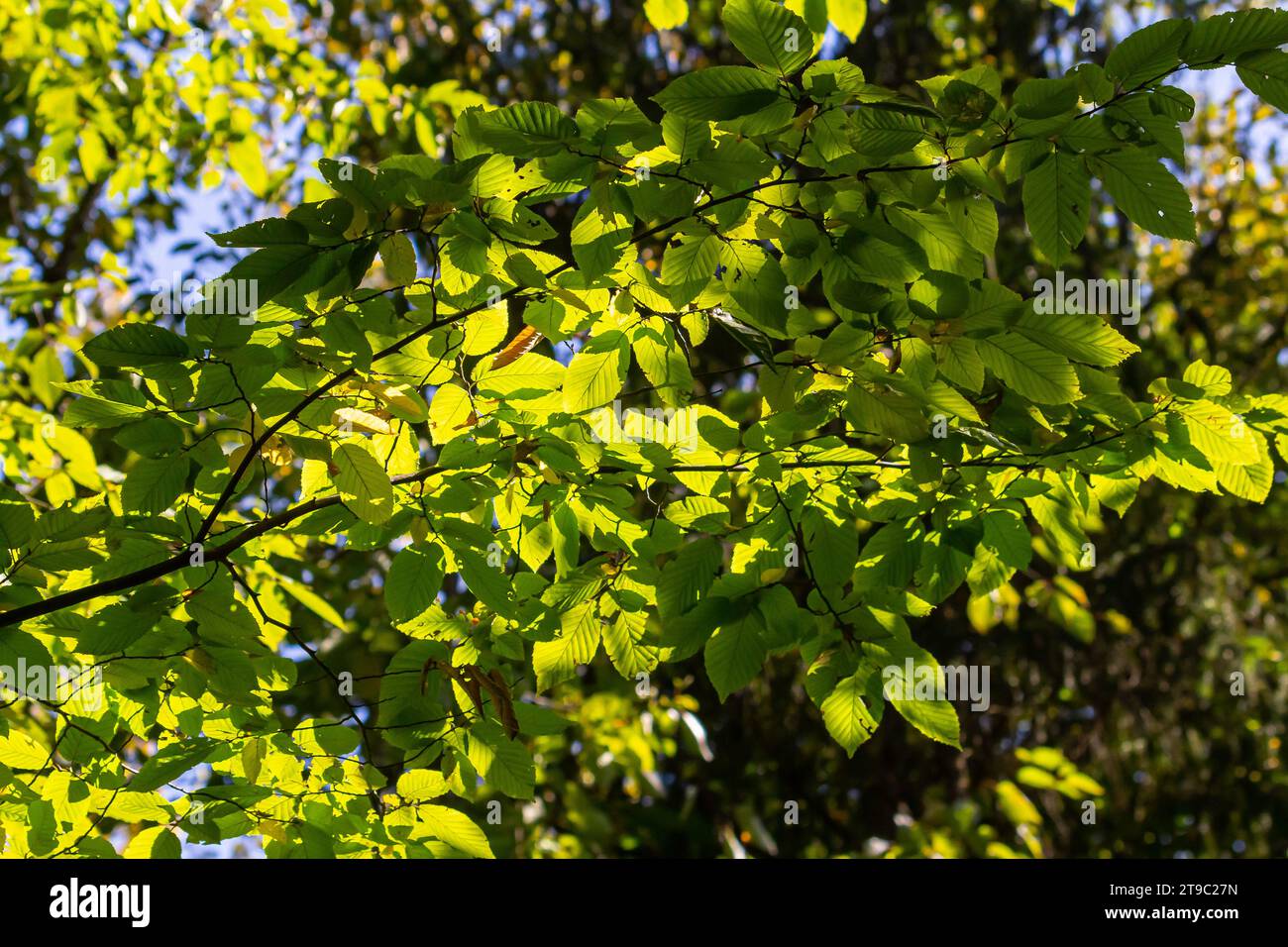 Beautiful, harmonious forest detail, with hornbeam leaves. Stock Photo